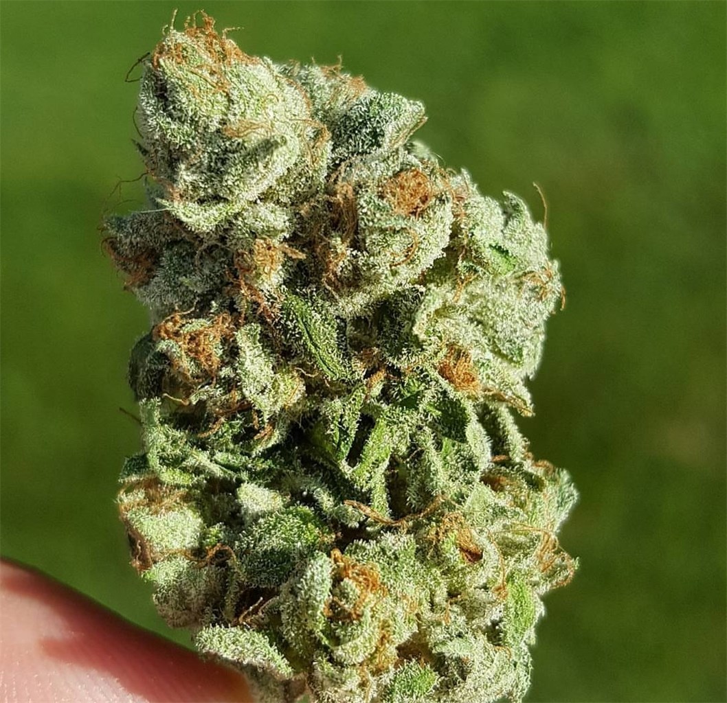 Black Bubba