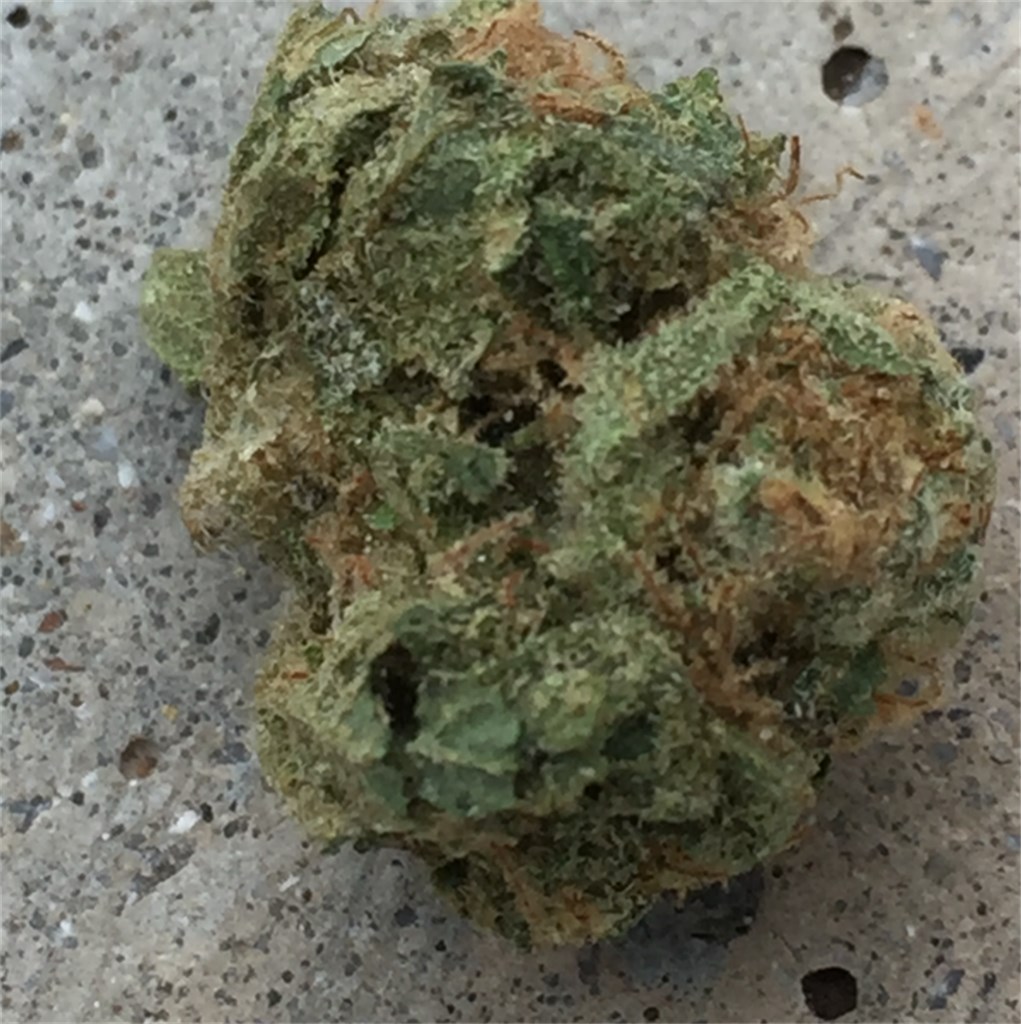 Foto de la variedad Black Ice