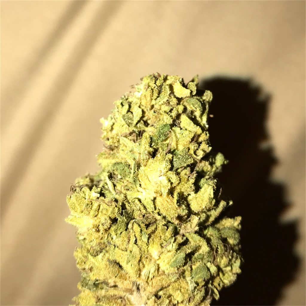 Foto de la variedad Black Widow