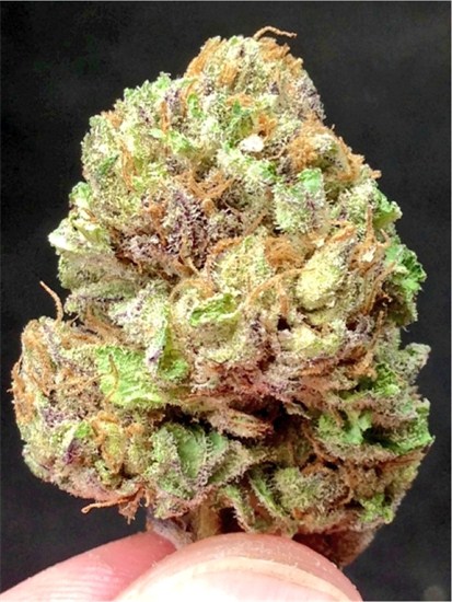 Blackberry Hashplant