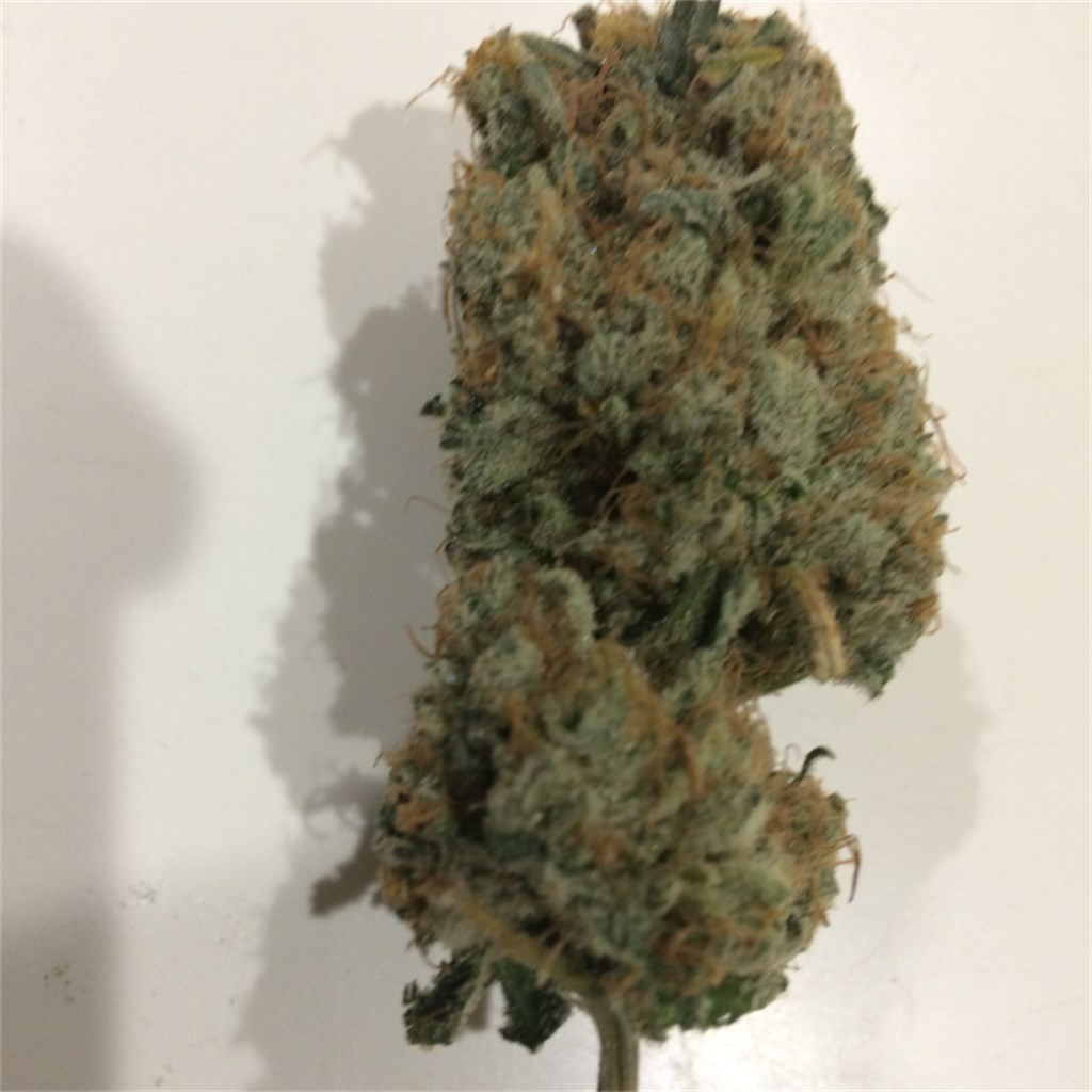 Foto de la variedad Blackberry Haze