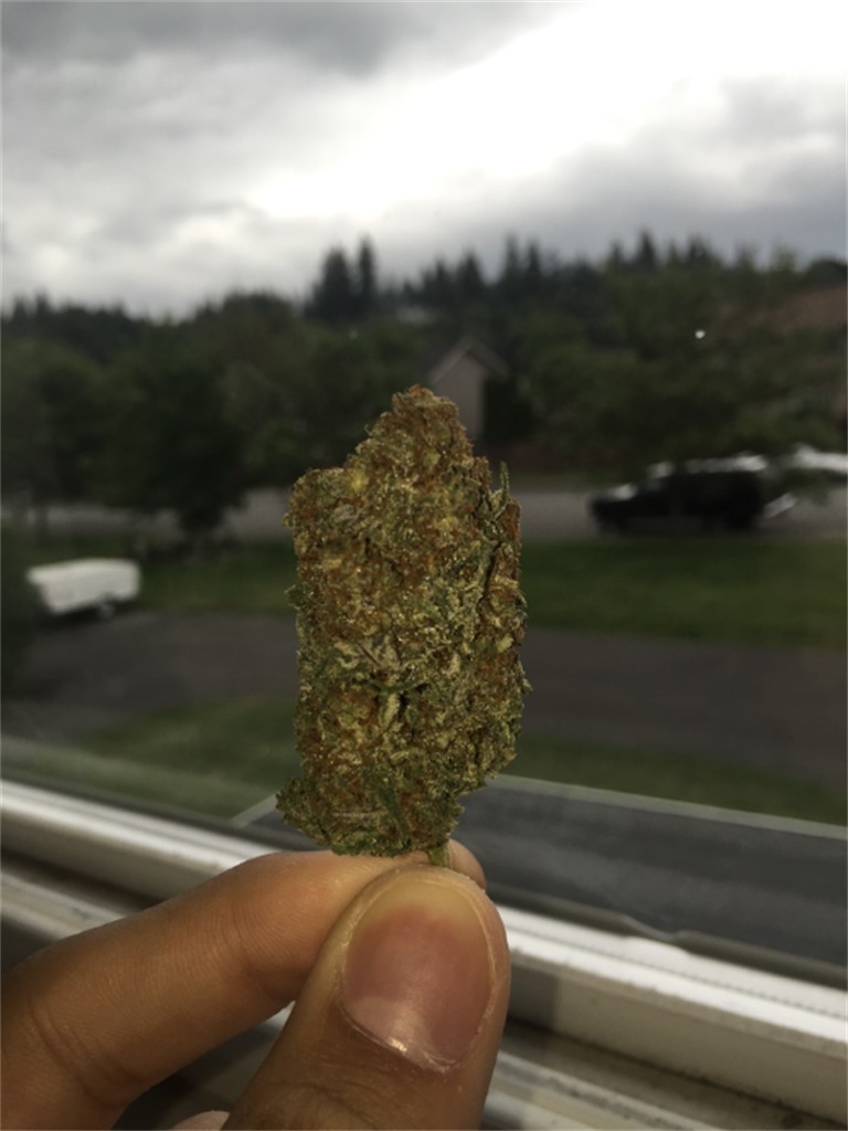 Foto de la variedad Blackberry Pie