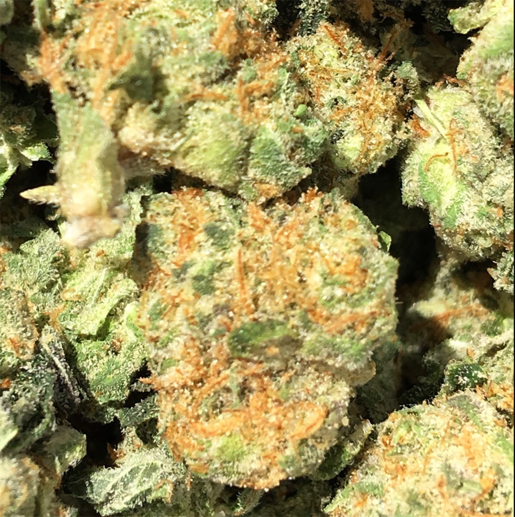 Foto de la variedad Blackberry Rhino