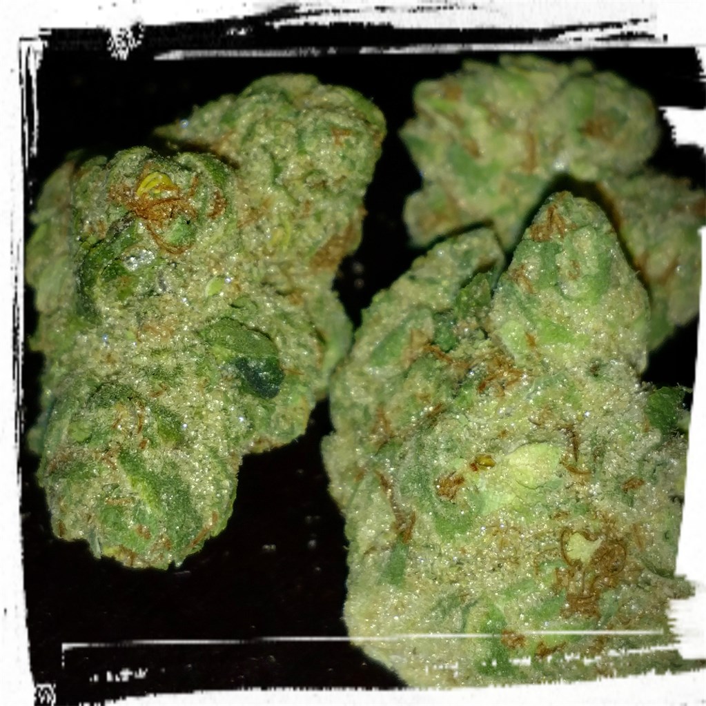 Foto de la variedad Bloodhound