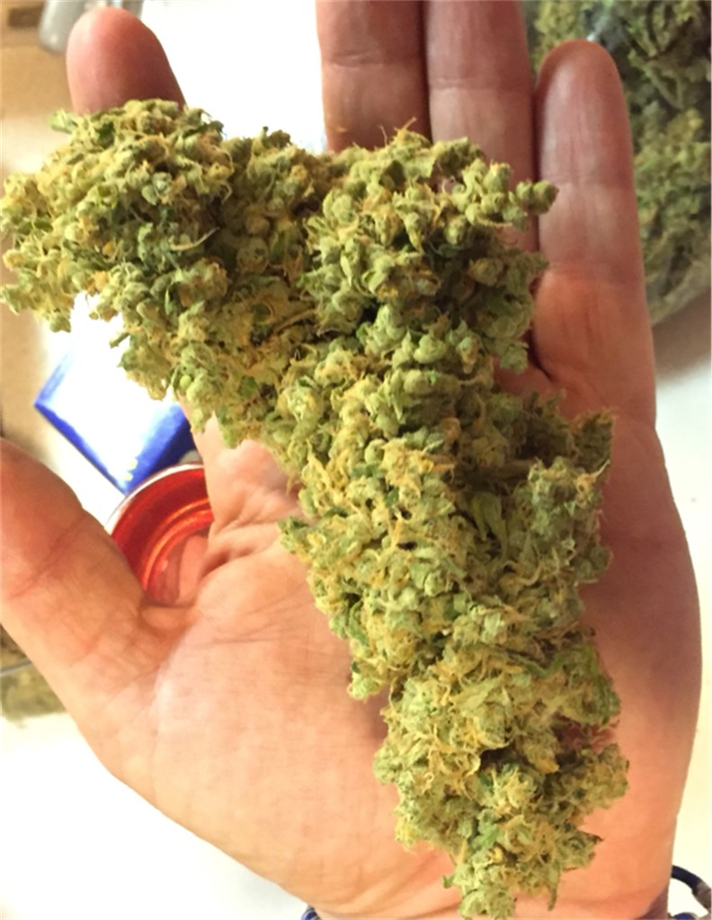 Foto de la variedad Blue Alien