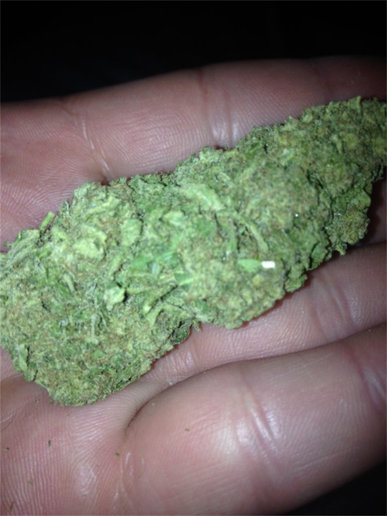 Foto de la variedad Blue Blood