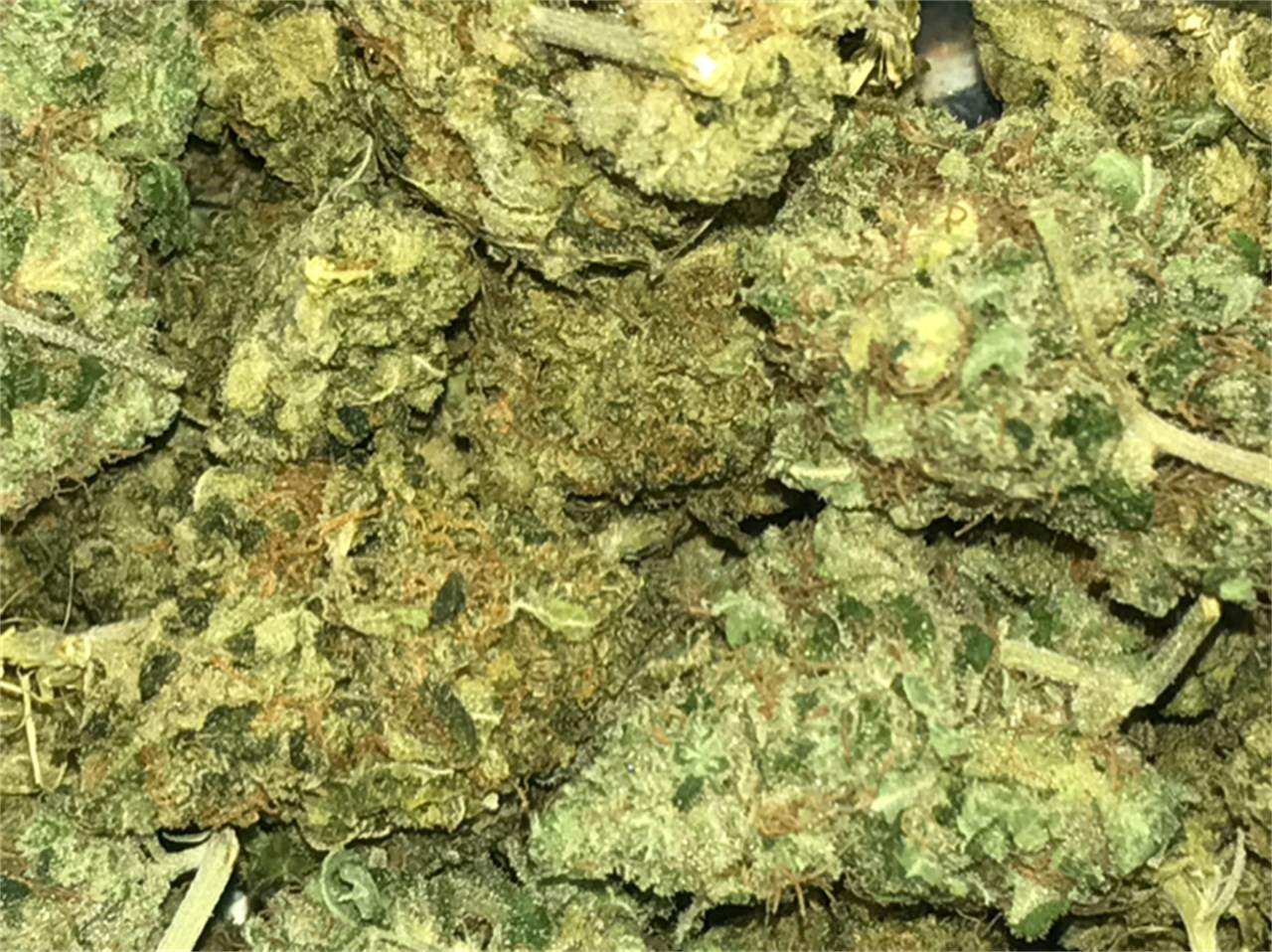 Foto de la variedad Blue Buddha