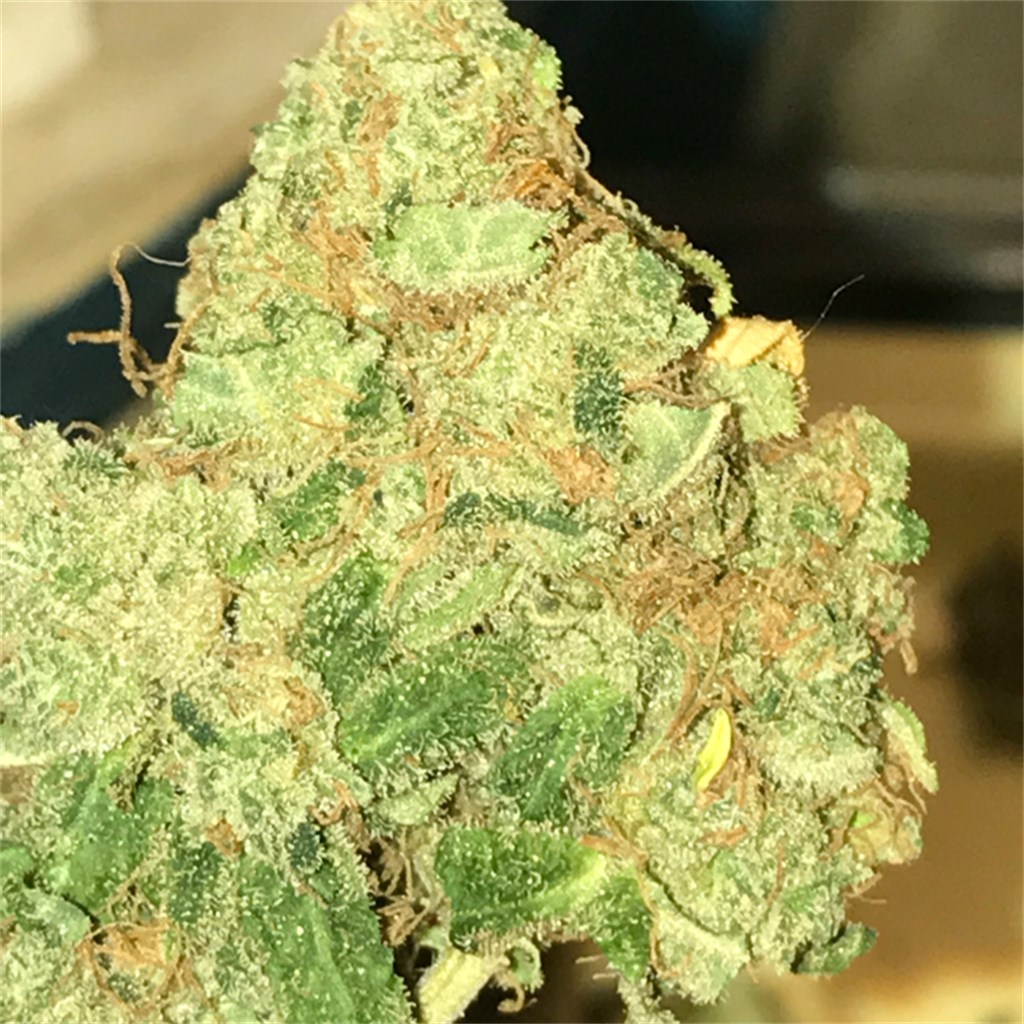 Blue Buddha