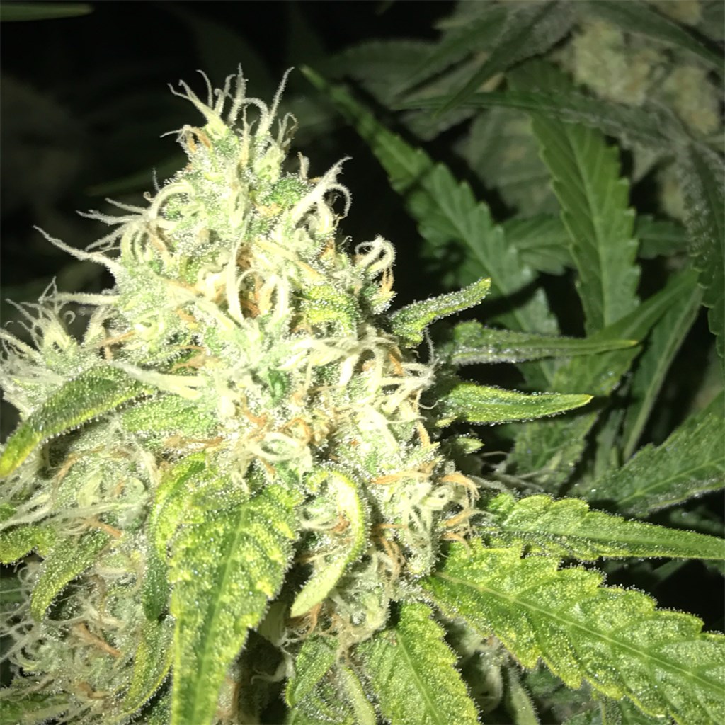 Foto de la variedad Blue Cheese