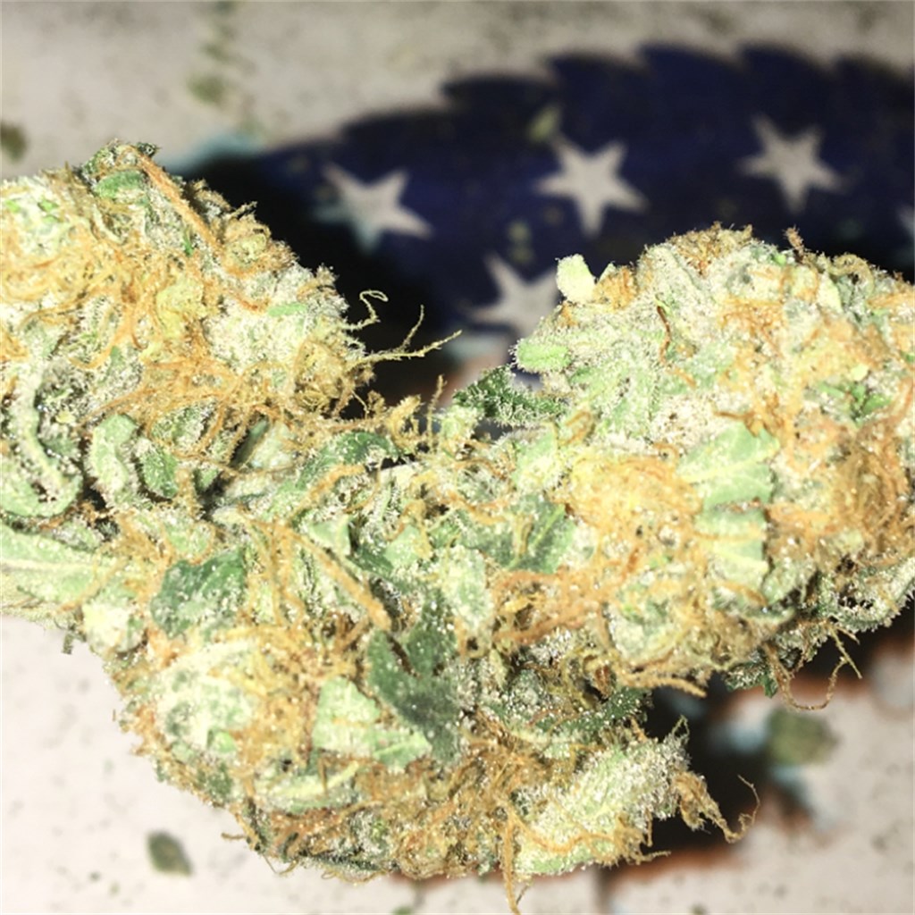 Foto de la variedad Blue Dot
