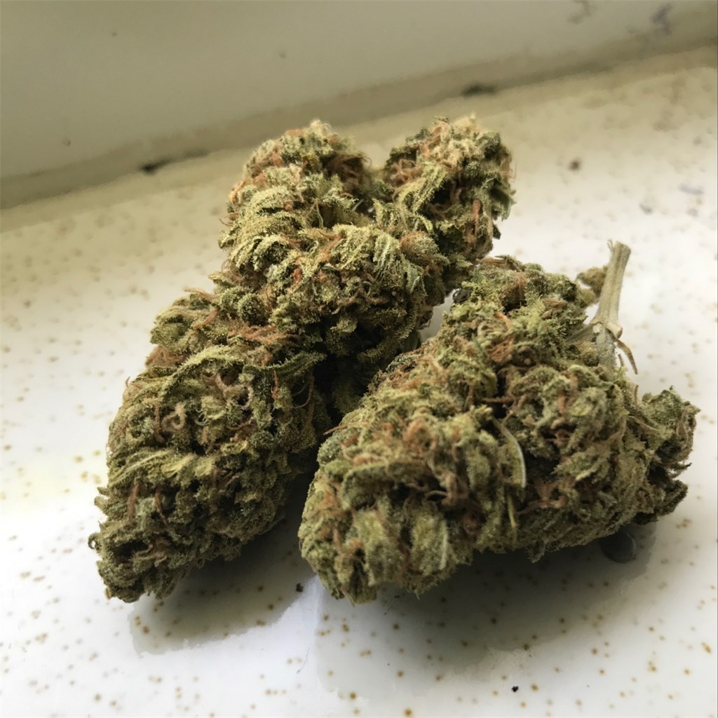 Foto de la variedad Blue Dragon
