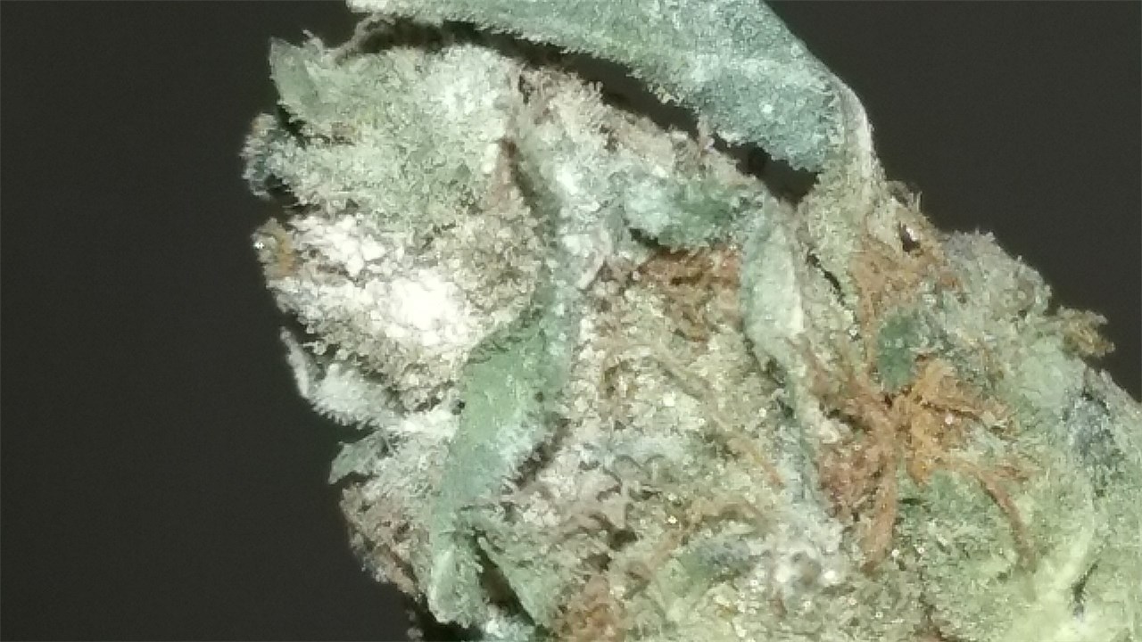 Foto de la variedad Blue Hashplant