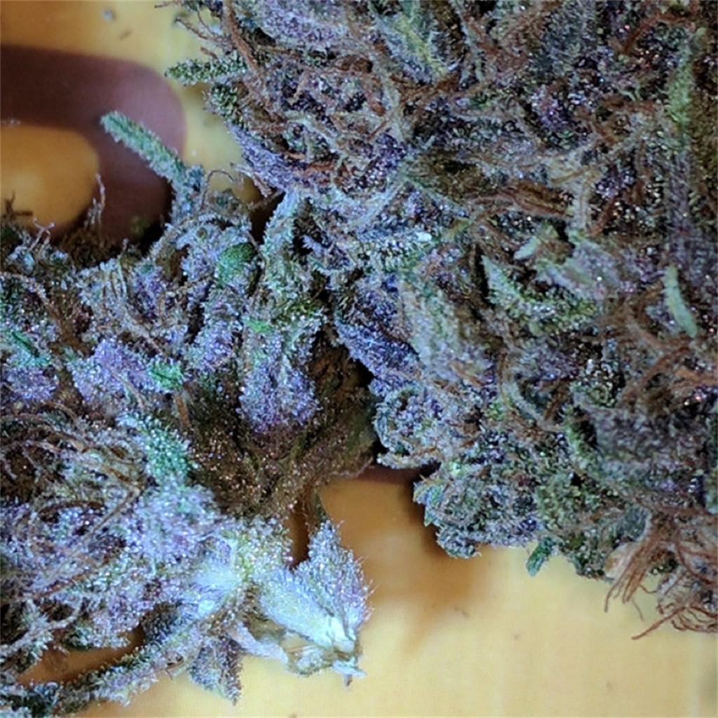 Blue Haze