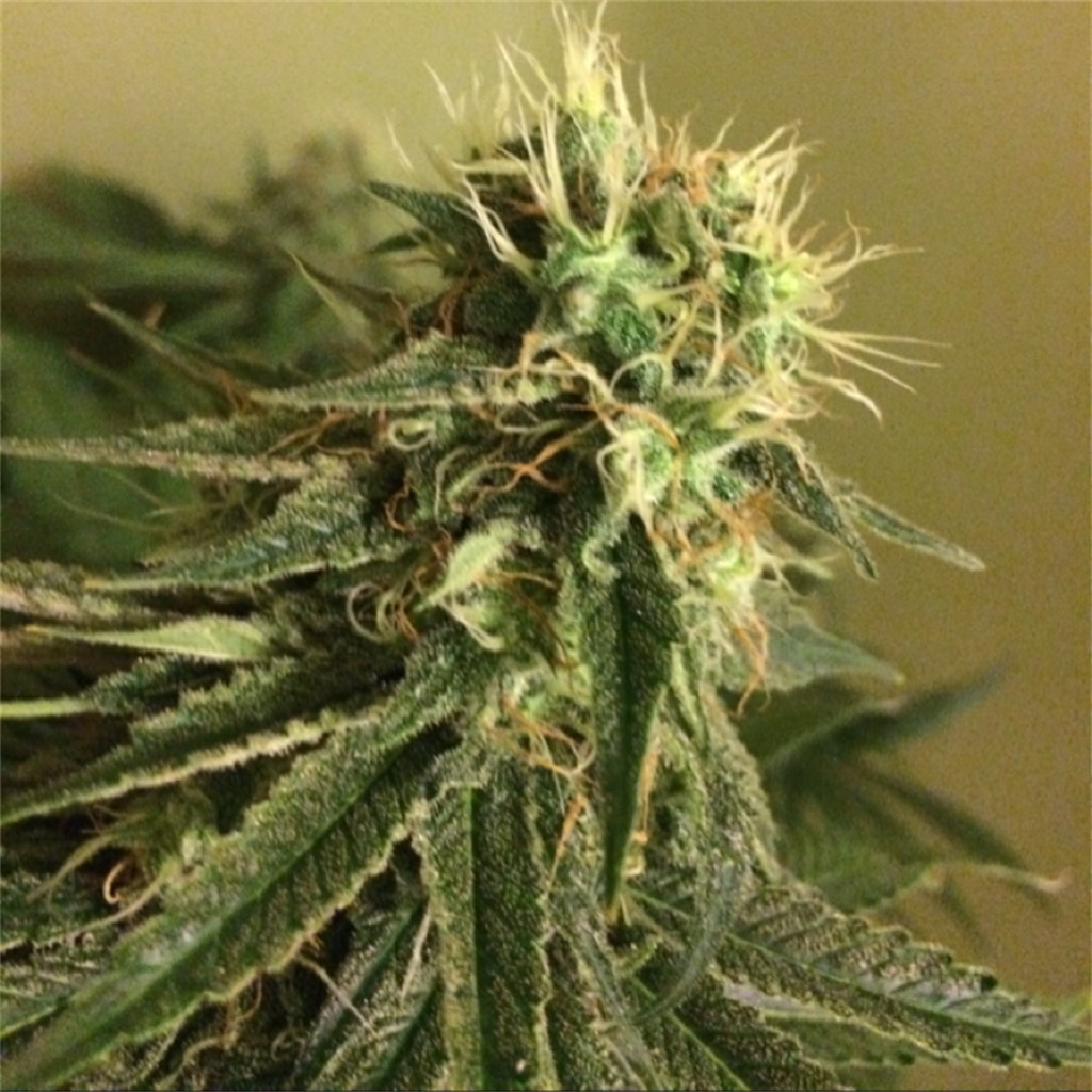 Foto de la variedad Blue Kripple