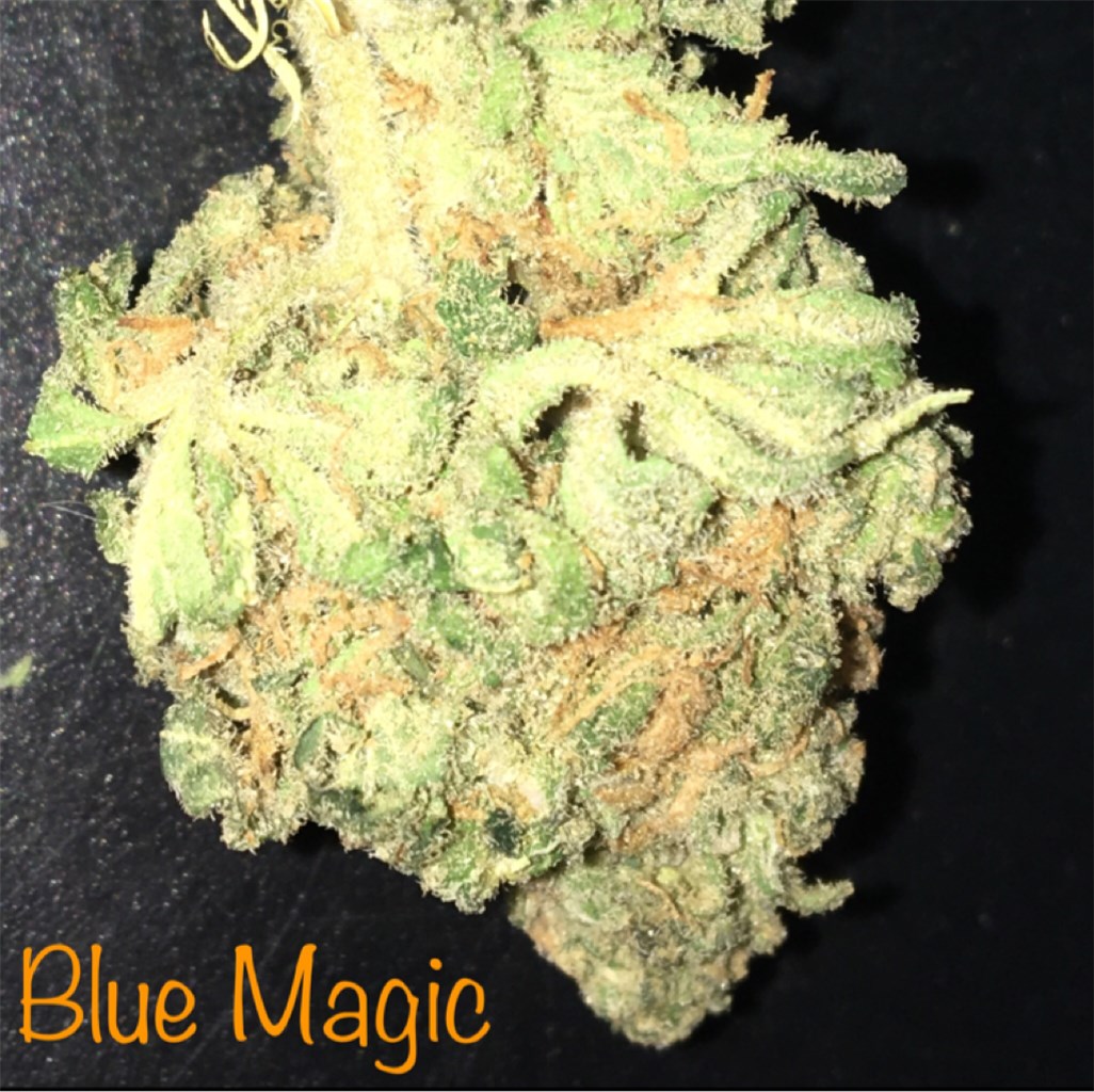 Foto de la variedad Blue Magic