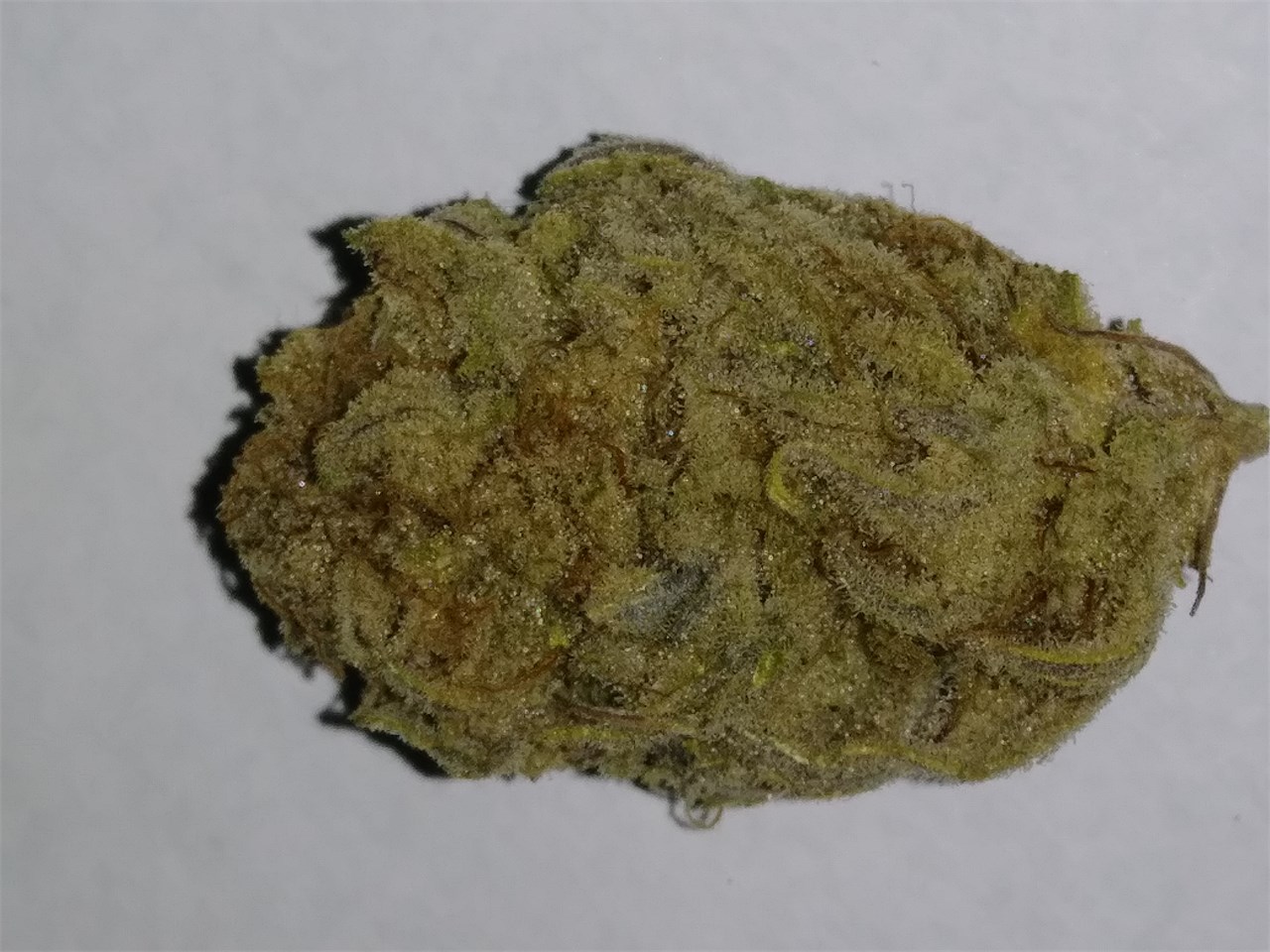 Foto de la variedad Blue Moonshine