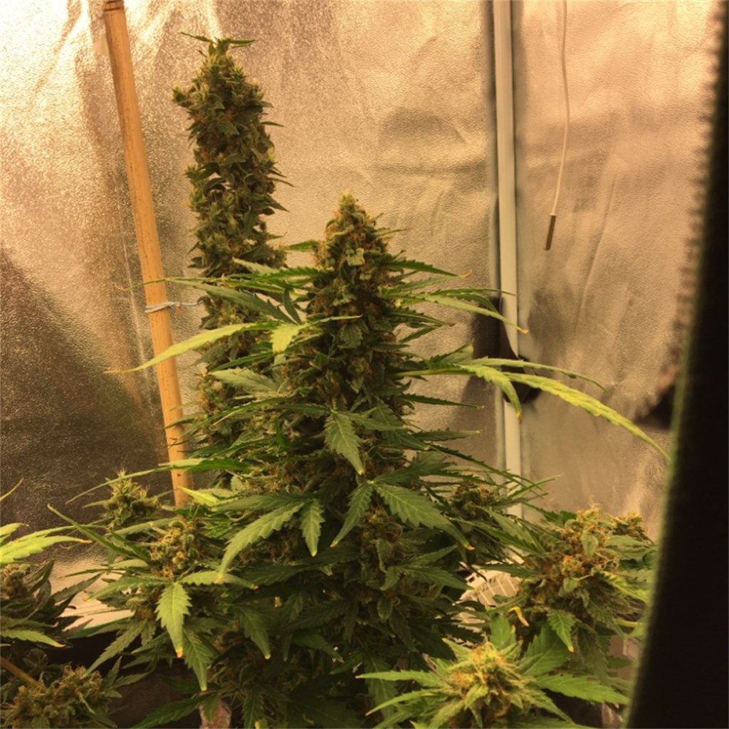 Blue Mystic