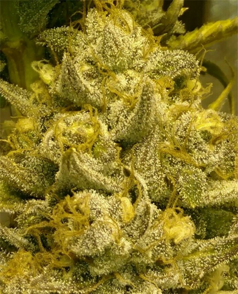Blue OG