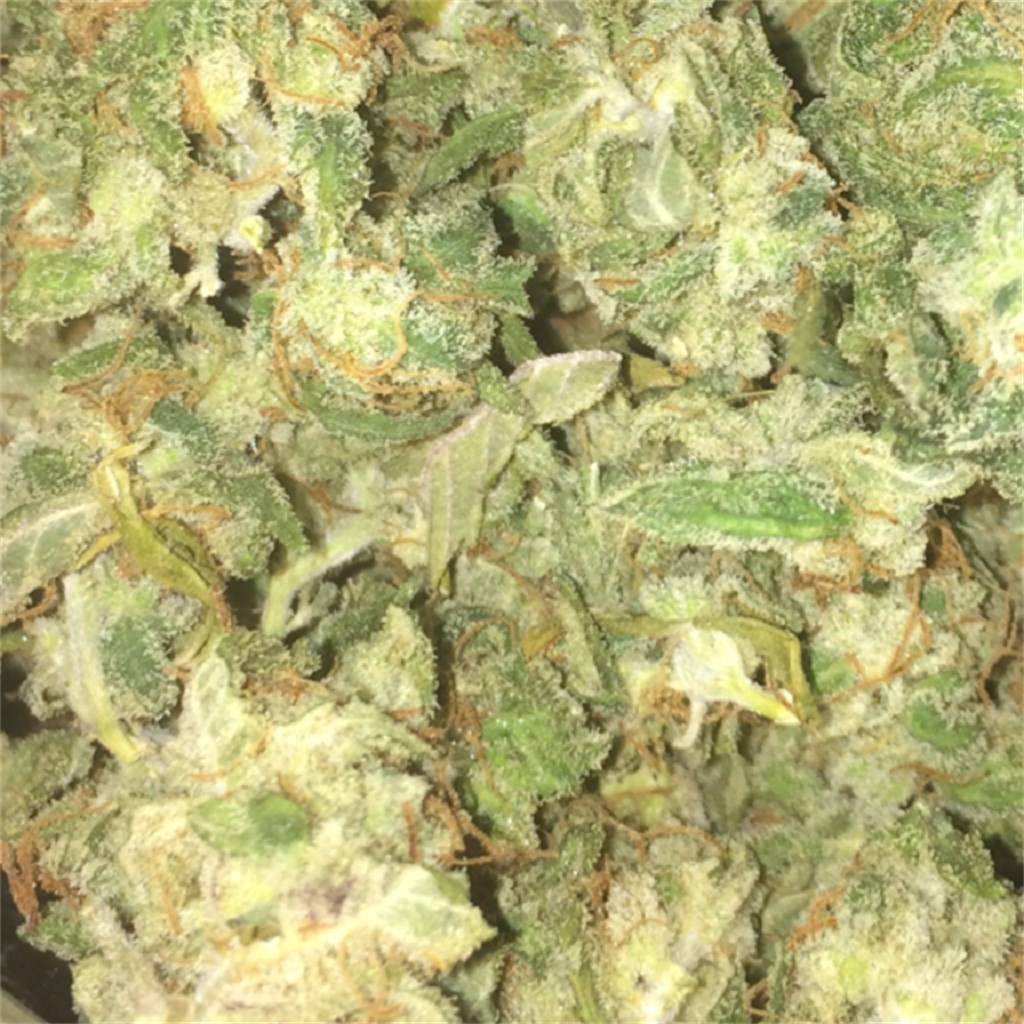 Blue Ox
