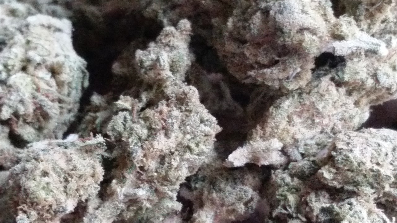 Foto de la variedad Blue Venom