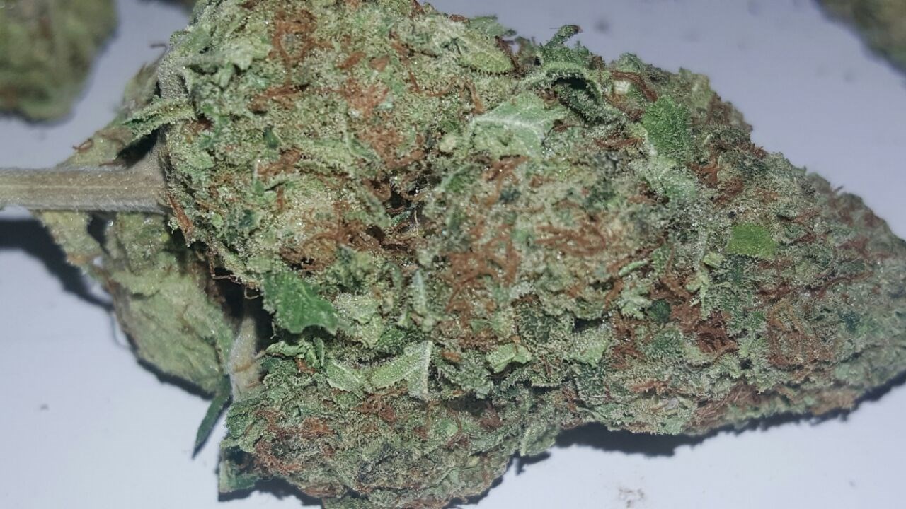 Foto de la variedad Blue Ak 47