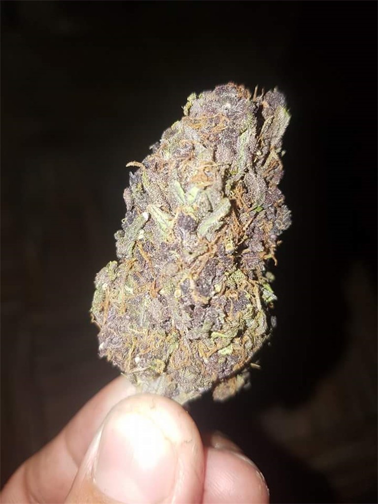 Foto de la variedad Blueberry Blast