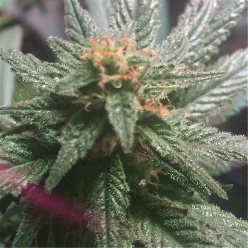 Blueberry Diesel