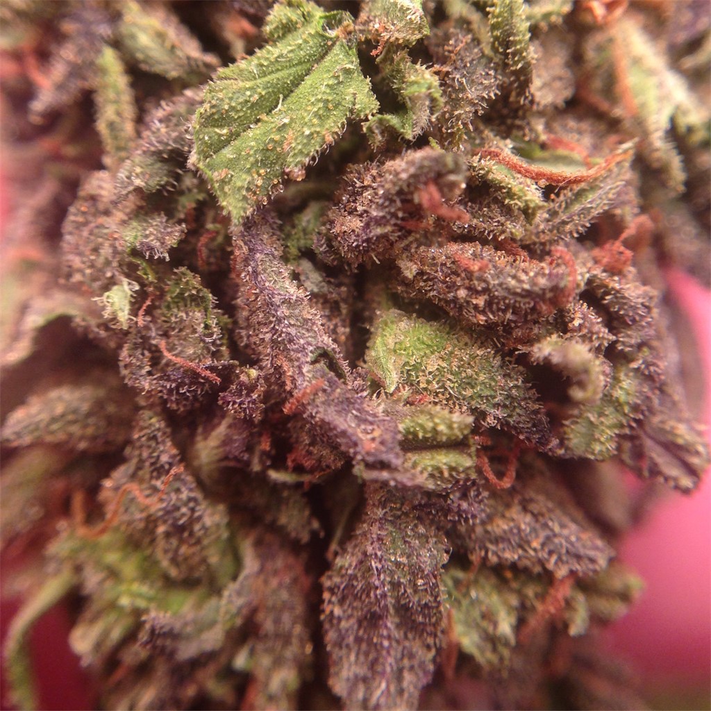 Blueberry Lambsbread