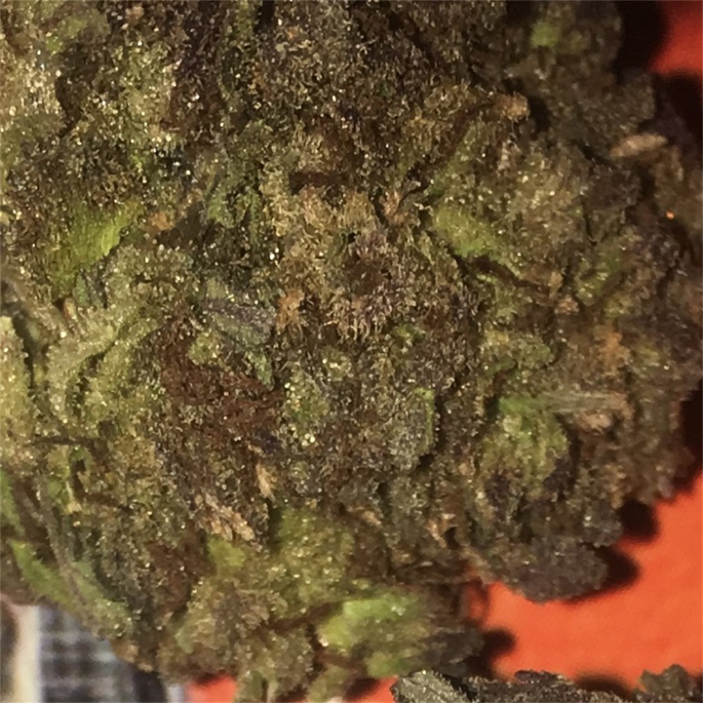 Blueberry Muffin