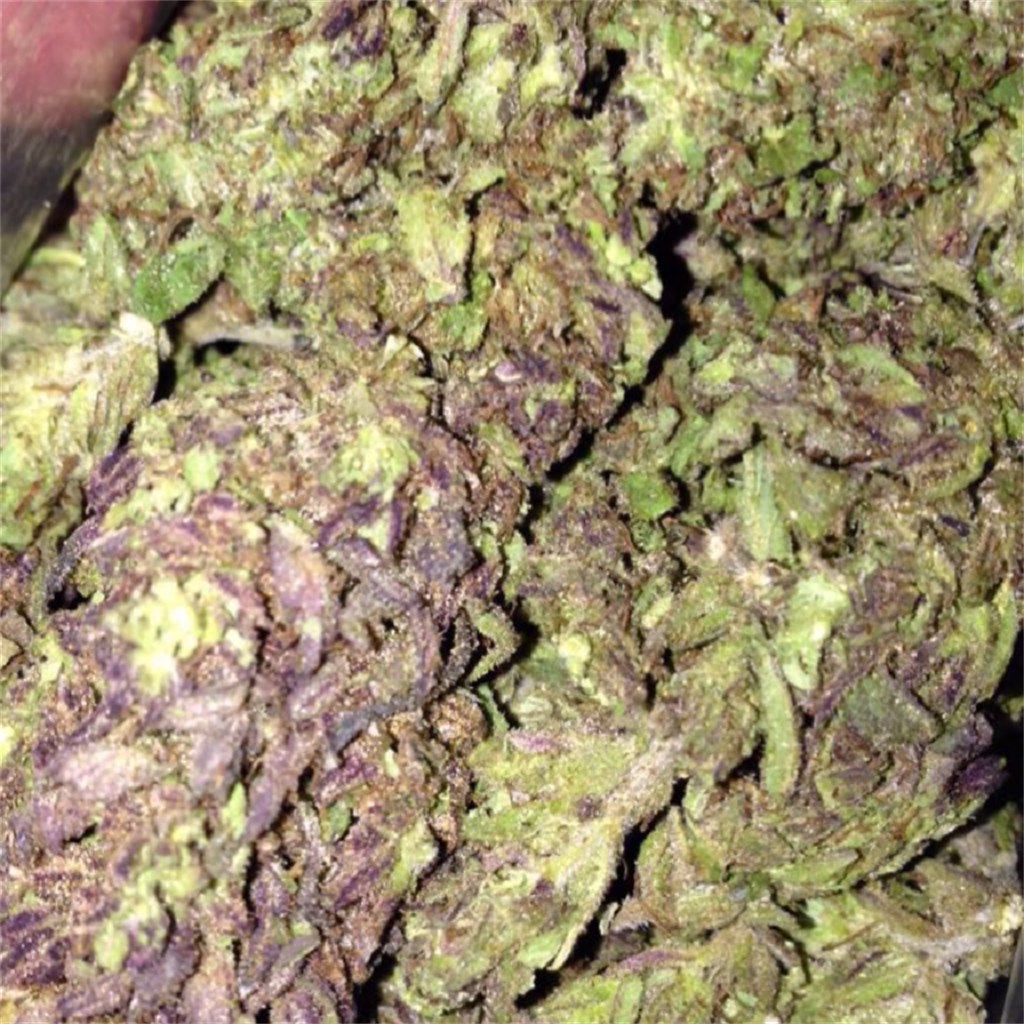 Blueberry Muffin Dark Heart Nursery