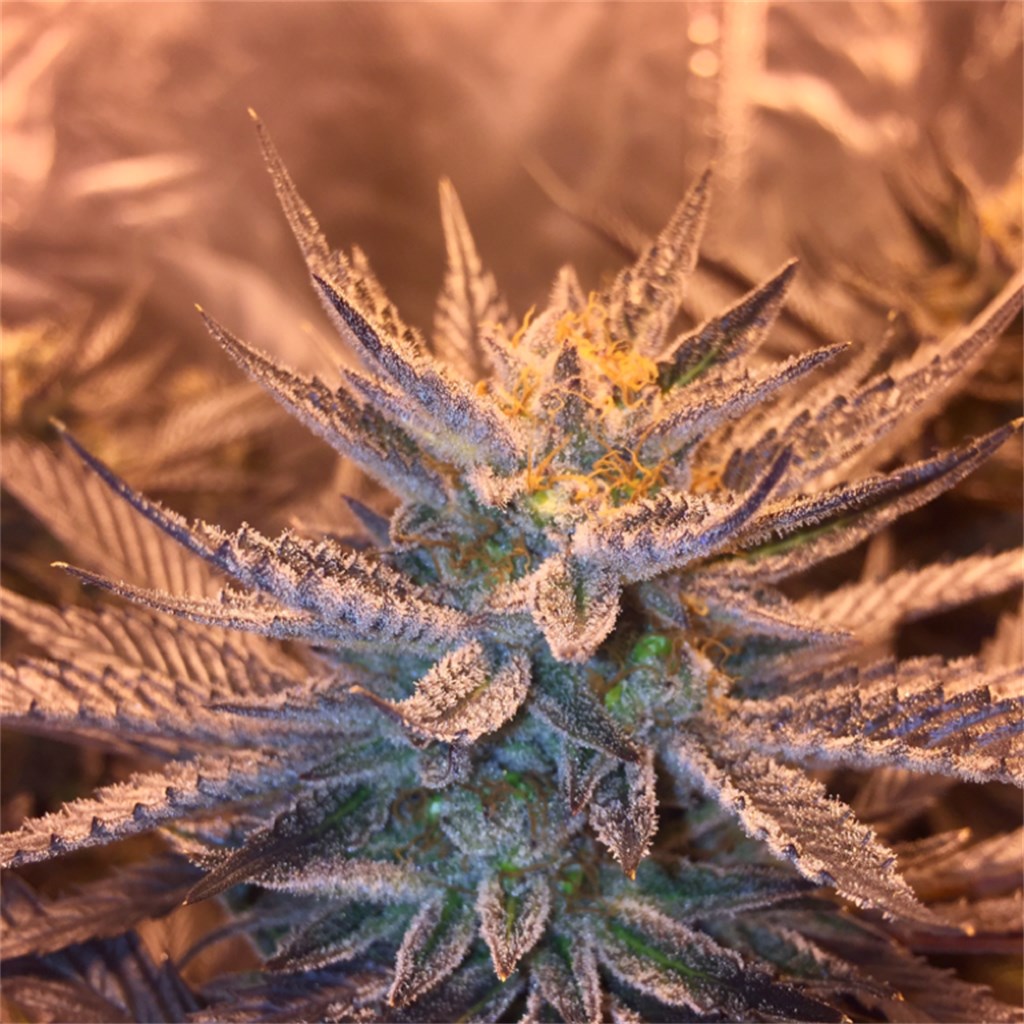 Blueberry Pie