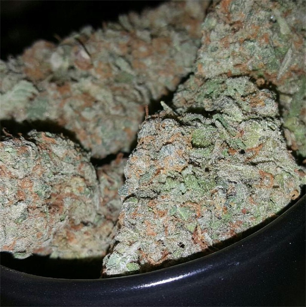 Foto de la variedad Blueberry Pie
