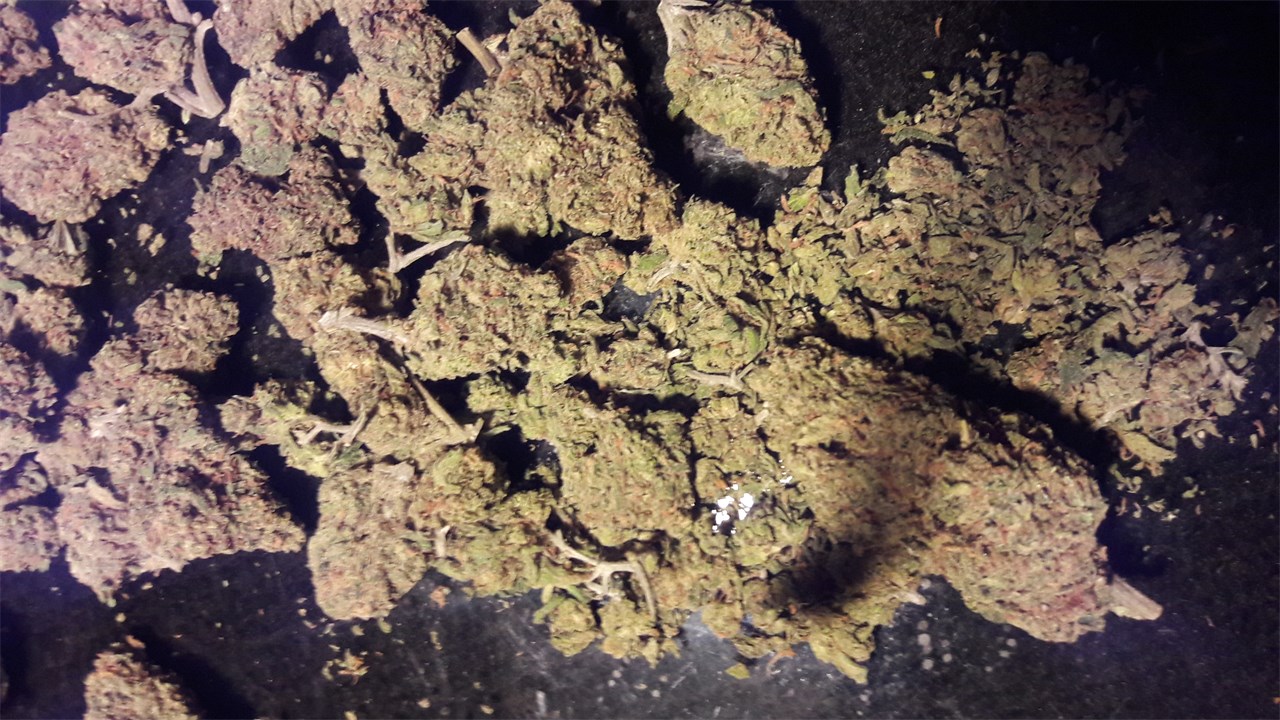 Foto de la variedad Blue Skunk