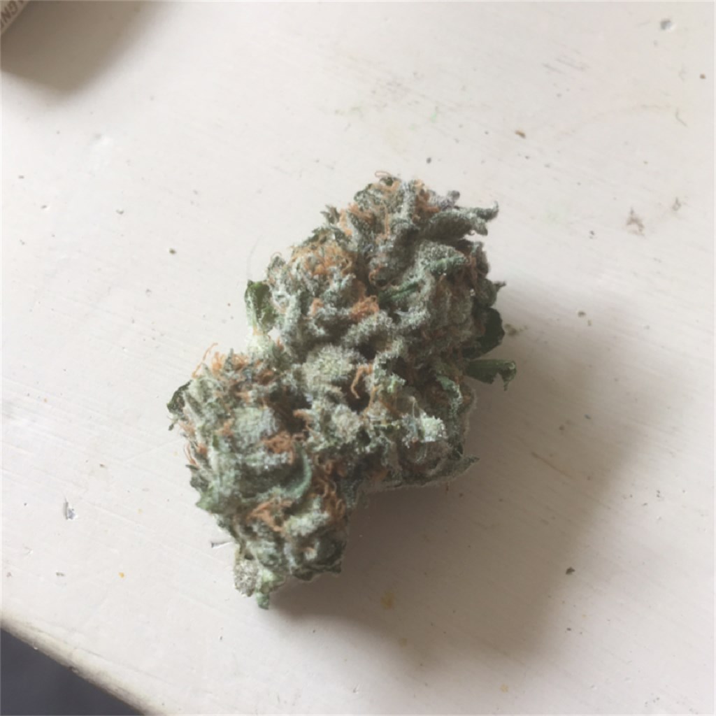 Foto de la variedad Blush