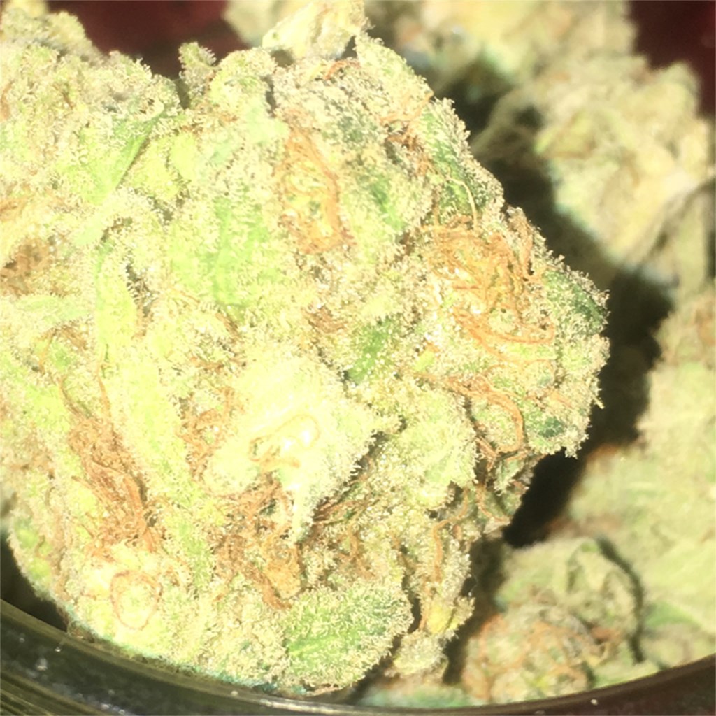 Foto de la variedad BOGBubble