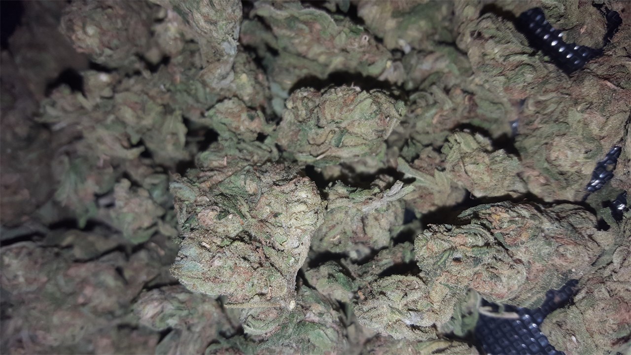 Foto de la variedad Bootlegger