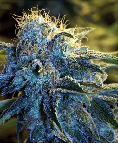 Broke Diesel
