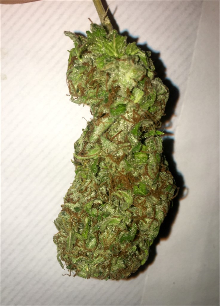 Brooklyn Mango