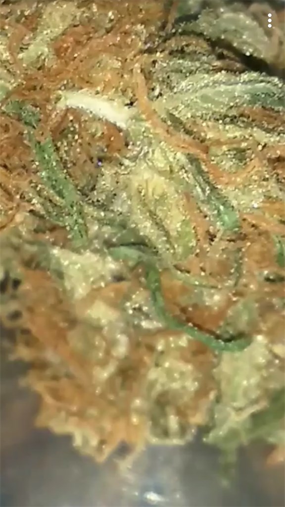 Foto de la variedad Bubblegum