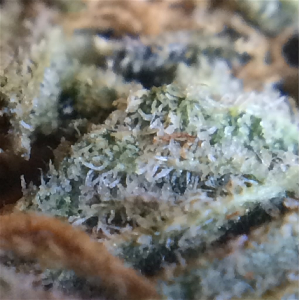Bubblegum Kush