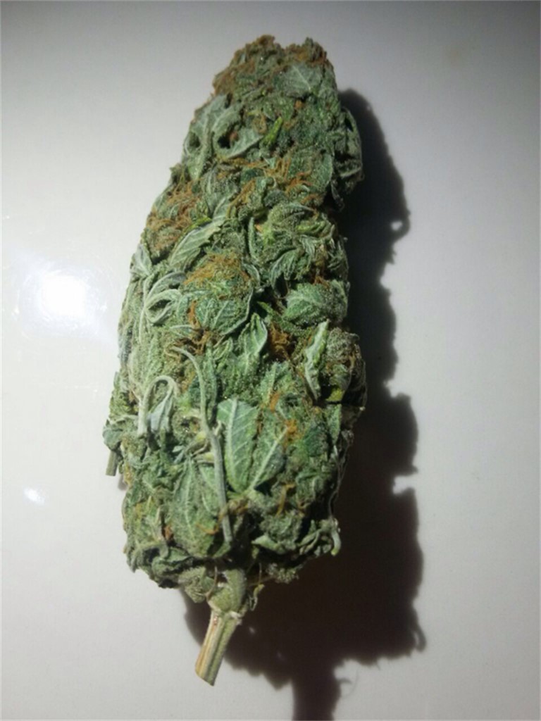 Foto de la variedad Bubblegun