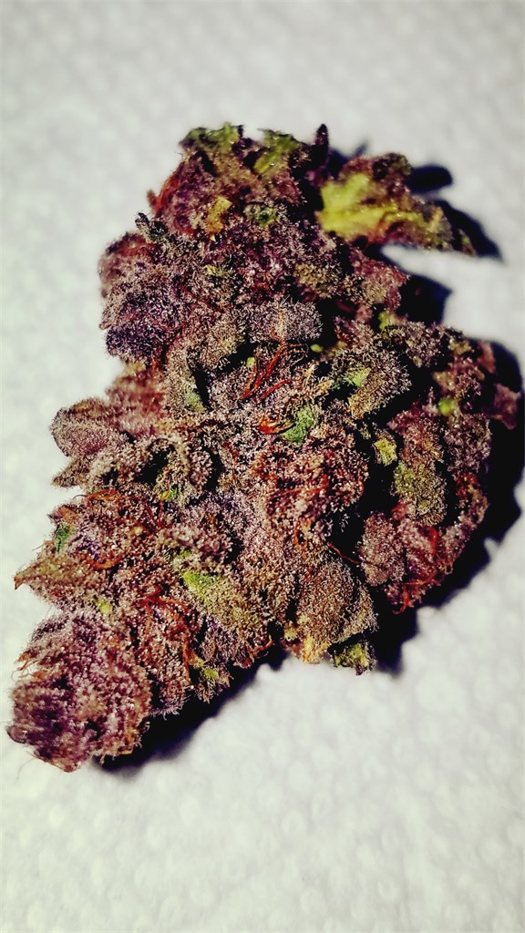 Foto de la variedad Buckeye Purple