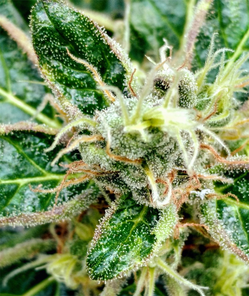 Buddha Tahoe