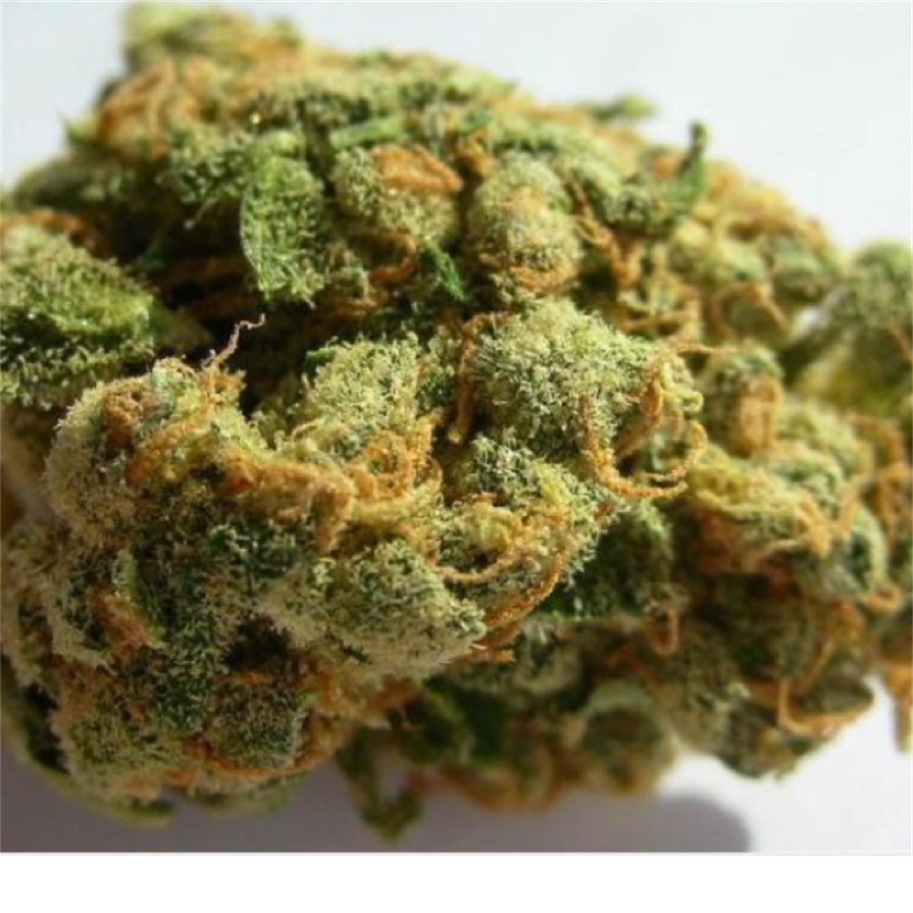 Foto de la variedad Cali Jack