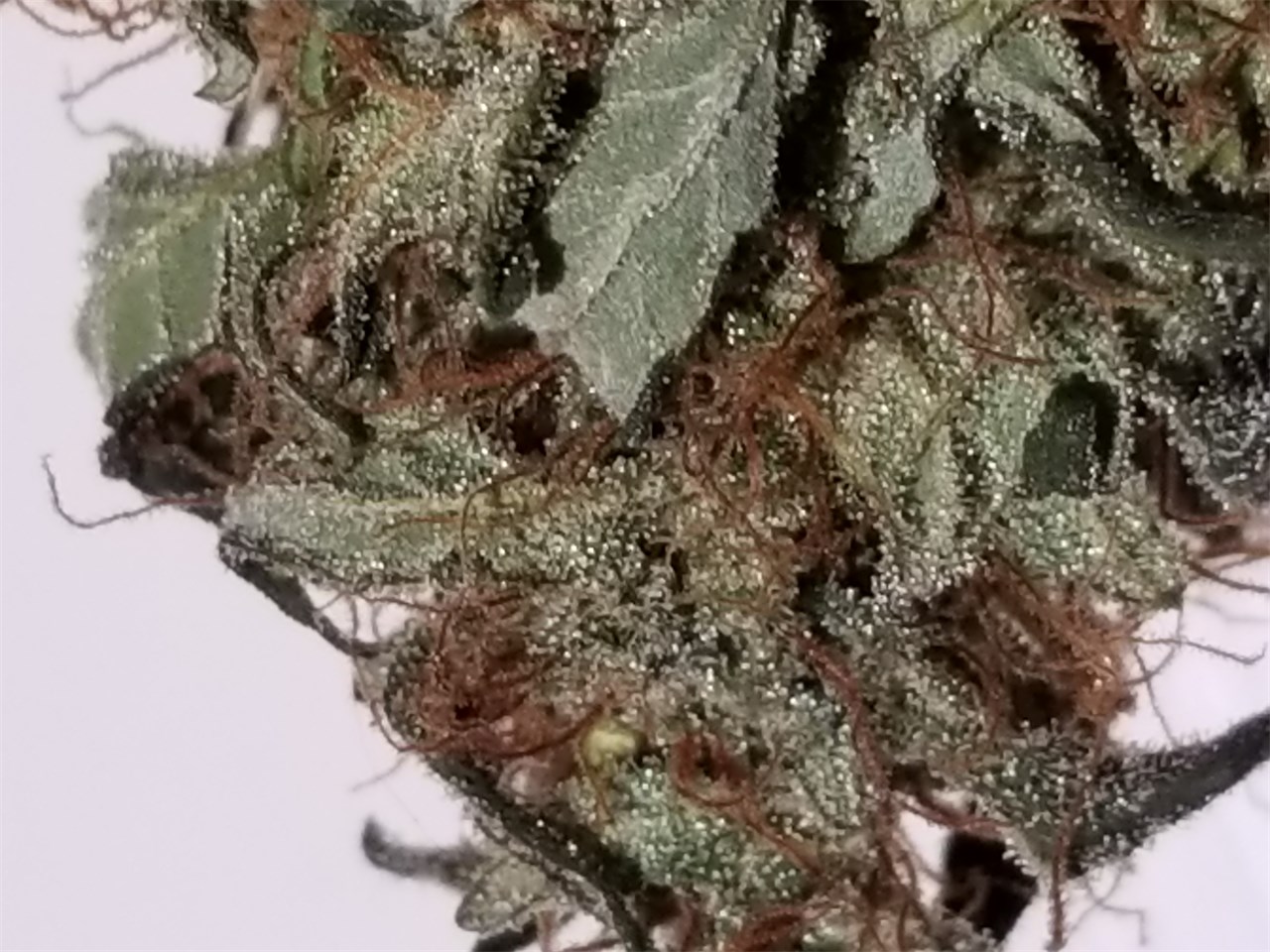 Candy Cane