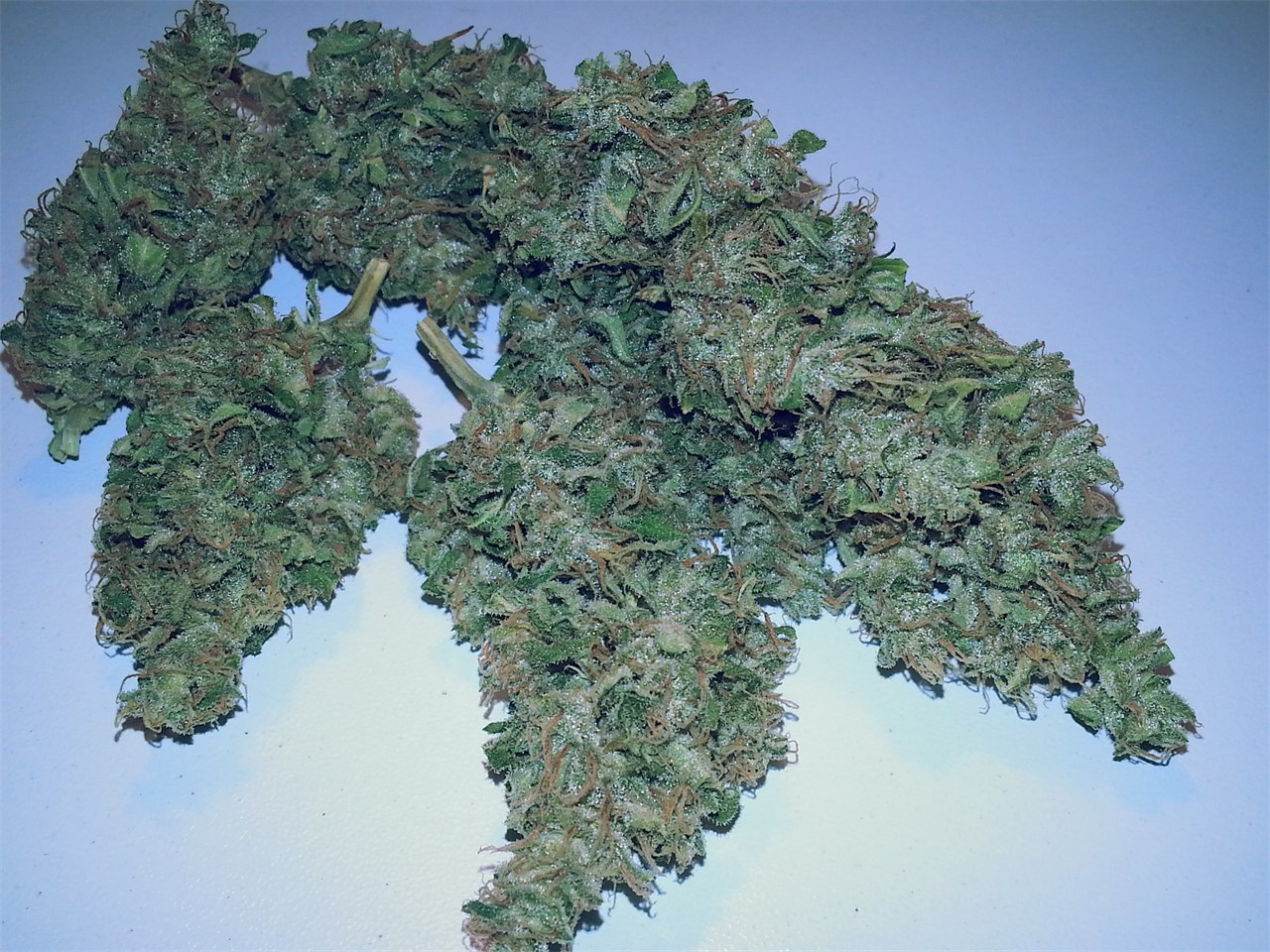Candy Cane