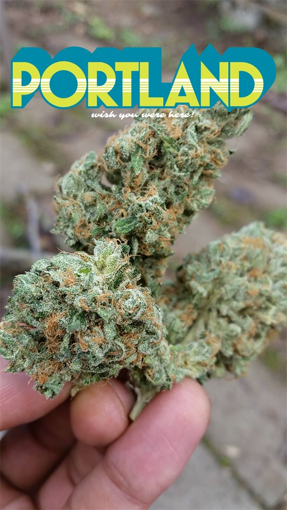 Foto de la variedad Cannadential