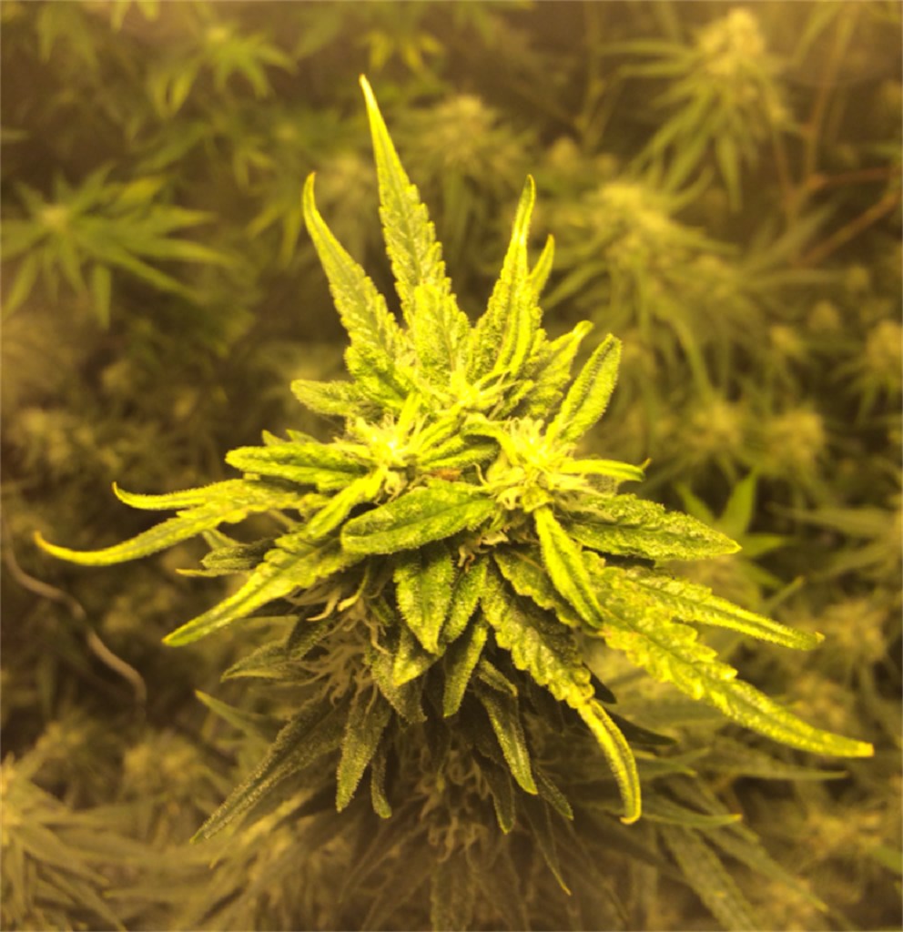 Foto de la variedad Cannalope Haze