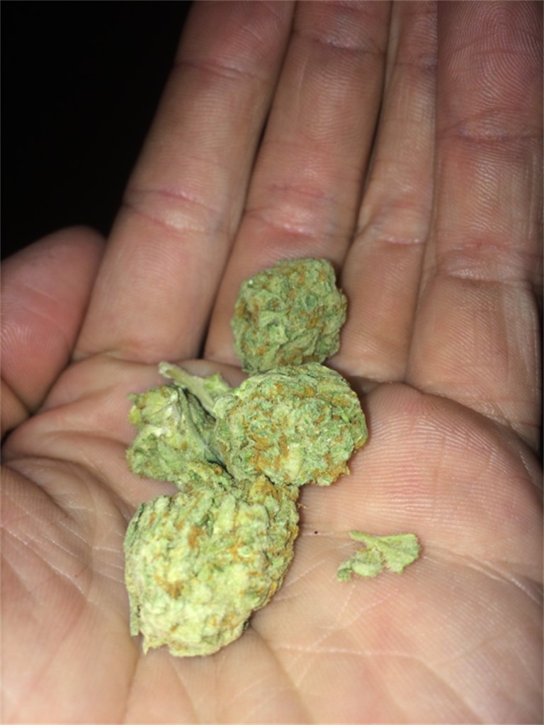 CannaSutra