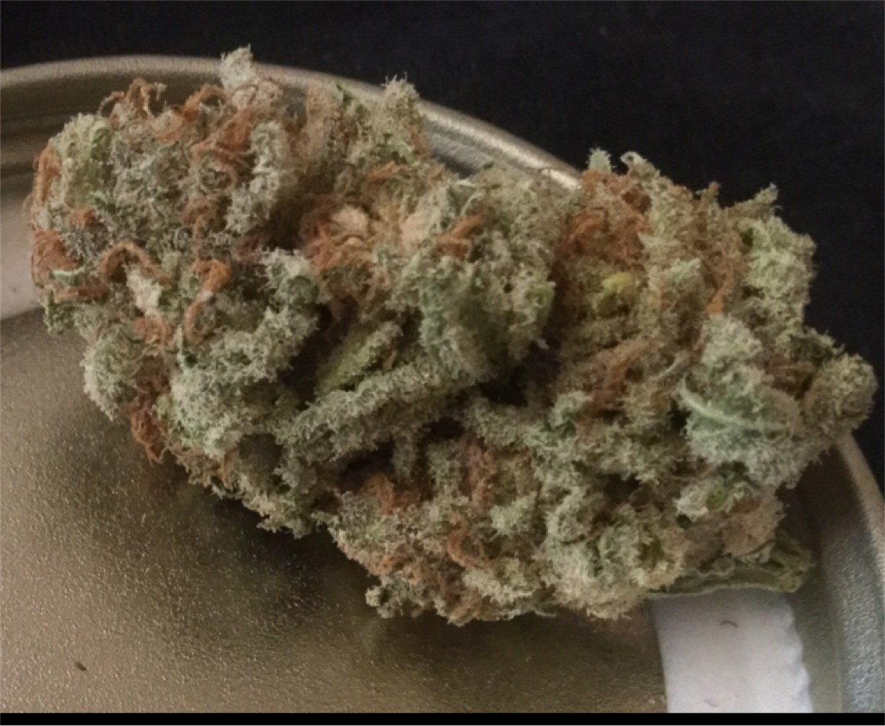 Foto de la variedad Caramelicious